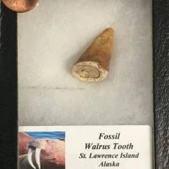 Crystal Fossil Walrus Tooth - St. Lawrence Island Alaska